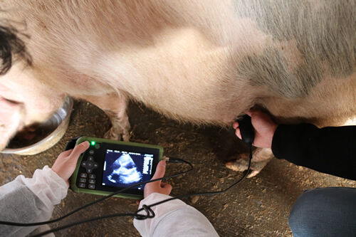 Portable Veterinary Ultrasound Scanner